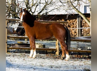 Freiberger, Stute, 4 Jahre, 154 cm, Brauner