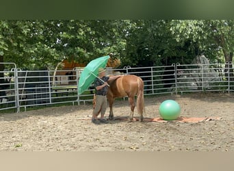 Freiberger, Stute, 4 Jahre, 155 cm, Fuchs