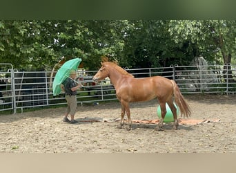 Freiberger, Stute, 4 Jahre, 155 cm, Fuchs