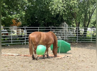 Freiberger, Stute, 4 Jahre, 155 cm, Fuchs