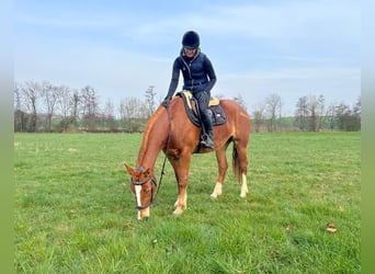 Freiberger, Stute, 4 Jahre, 155 cm, Fuchs