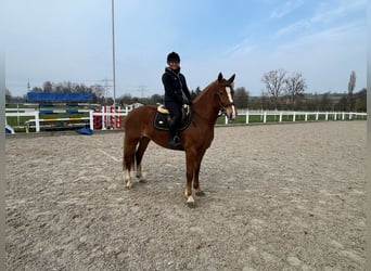 Freiberger, Stute, 4 Jahre, 155 cm, Fuchs