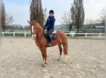 Freiberger, Stute, 4 Jahre, 155 cm, Fuchs