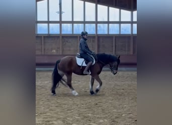 Freiberger, Stute, 4 Jahre, 156 cm, Brauner