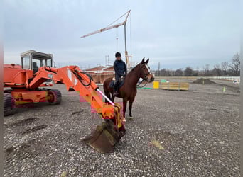 Freiberger, Stute, 4 Jahre, 156 cm, Brauner
