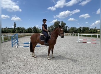 Freiberger, Stute, 4 Jahre, 158 cm, Brauner