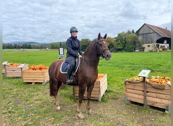 Freiberger, Stute, 4 Jahre, 158 cm, Fuchs