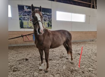 Freiberger, Stute, 4 Jahre, Fuchs