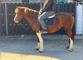 Freiberger, Stute, 5 Jahre, 151 cm, Dunkelfuchs