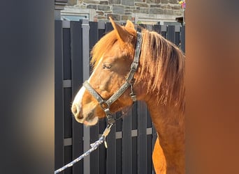 Freiberger, Stute, 5 Jahre, 151 cm, Dunkelfuchs