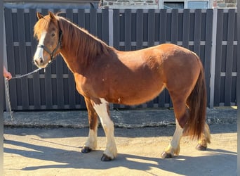 Freiberger, Stute, 5 Jahre, 151 cm, Dunkelfuchs
