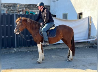 Freiberger, Stute, 5 Jahre, 151 cm, Dunkelfuchs