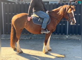 Freiberger, Stute, 5 Jahre, 151 cm, Dunkelfuchs