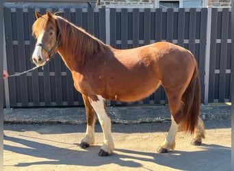 Freiberger, Stute, 5 Jahre, 151 cm, Dunkelfuchs