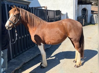 Freiberger, Stute, 5 Jahre, 151 cm, Dunkelfuchs