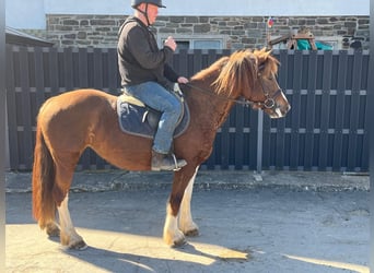 Freiberger, Stute, 5 Jahre, 151 cm, Dunkelfuchs