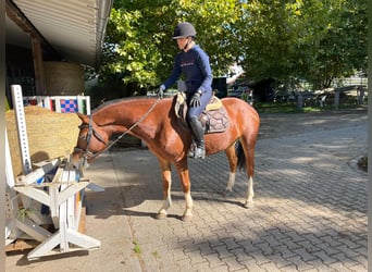Freiberger, Stute, 5 Jahre, 153 cm, Brauner