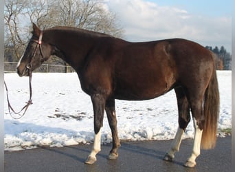 Freiberger, Stute, 5 Jahre, 154 cm, Dunkelfuchs