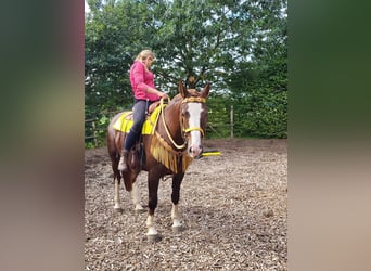 Freiberger, Stute, 5 Jahre, 155 cm, Fuchs