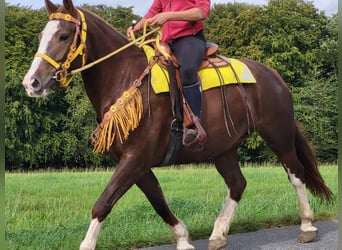 Freiberger, Stute, 5 Jahre, 155 cm, Fuchs
