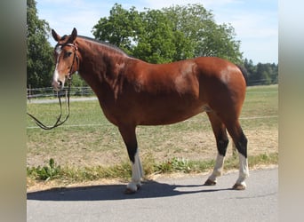Freiberger, Stute, 5 Jahre, 157 cm, Brauner