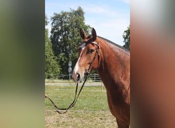 Freiberger, Stute, 5 Jahre, 157 cm, Brauner
