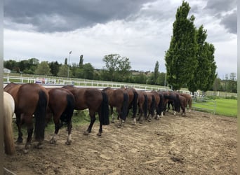 Freiberger, Stute, 5 Jahre