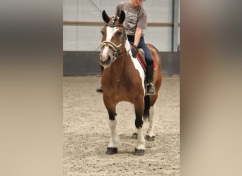 Freiberger Mix, Stute, 6 Jahre, 155 cm, Schecke