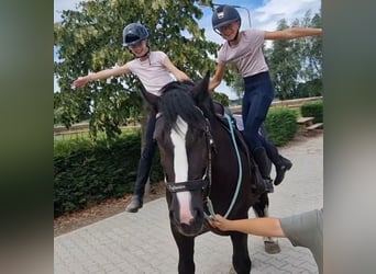 Freiberger Mix, Stute, 6 Jahre, 161 cm, Rappe