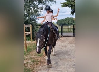Freiberger Mix, Stute, 6 Jahre, 161 cm, Rappe