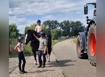 Freiberger Mix, Stute, 6 Jahre, 161 cm, Rappe