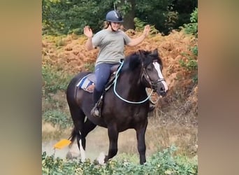 Freiberger Mix, Stute, 6 Jahre, 161 cm, Rappe
