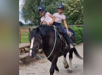 Freiberger Mix, Stute, 6 Jahre, 161 cm, Rappe