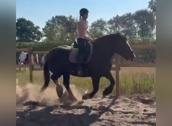 Freiberger Mix, Stute, 6 Jahre, 161 cm, Rappe