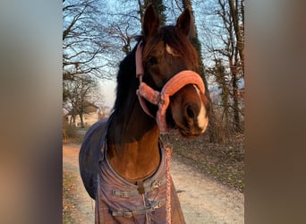 Freiberger, Stute, 6 Jahre, 165 cm, Dunkelbrauner