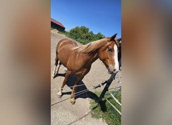Freiberger, Stute, 7 Jahre, 155 cm, Fuchs