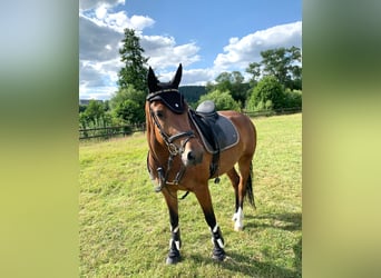 Freiberger, Stute, 7 Jahre, 156 cm, Brauner