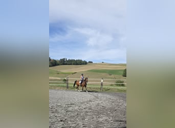 Freiberger, Stute, 7 Jahre, 158 cm, Brauner