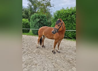 Freiberger, Stute, 7 Jahre, 160 cm, Brauner
