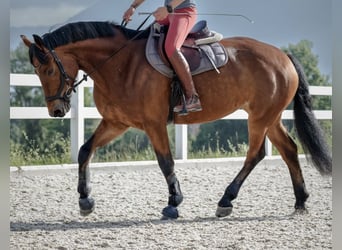 Freiberger Mix, Stute, 7 Jahre, 160 cm