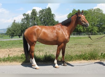 Freiberger, Stute, 7 Jahre, 162 cm, Brauner