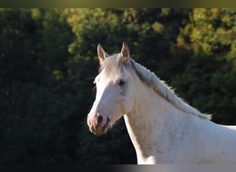 Freiberger Mix, Stute, 8 Jahre, 151 cm, Schimmel