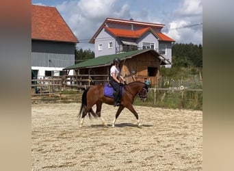 Freiberger, Stute, 8 Jahre, 154 cm