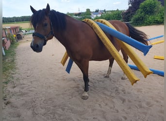 Freiberger, Stute, 8 Jahre, 156 cm, Brauner