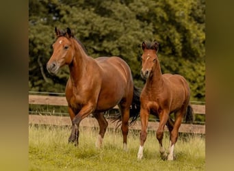 Freiberger, Stute, 9 Jahre, 150 cm, Brauner