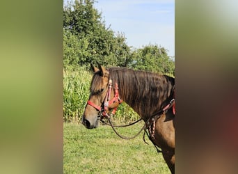 Freiberger, Stute, 9 Jahre, 152 cm, Brauner