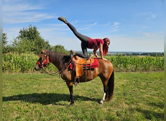 Freiberger, Stute, 9 Jahre, 152 cm, Brauner