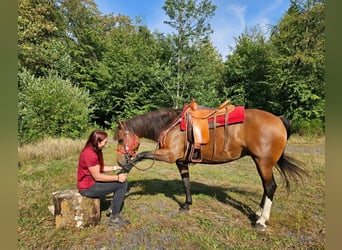 Freiberger, Stute, 9 Jahre, 152 cm, Brauner
