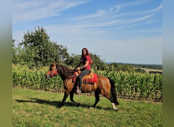 Freiberger, Stute, 9 Jahre, 152 cm, Brauner