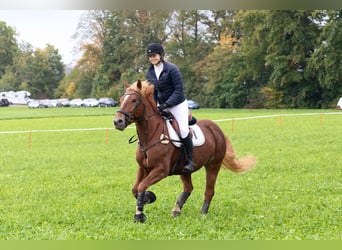 Freiberger, Stute, 9 Jahre, 156 cm, Fuchs